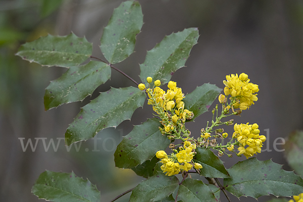 Gewöhnliche Mahonie (Mahonia aquifolium)