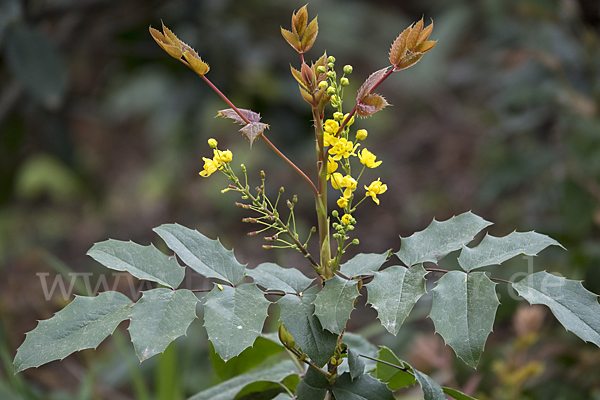 Gewöhnliche Mahonie (Mahonia aquifolium)