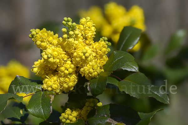 Gewöhnliche Mahonie (Mahonia aquifolium)