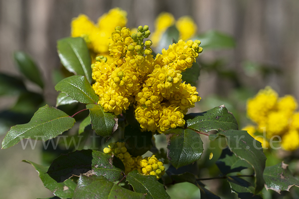 Gewöhnliche Mahonie (Mahonia aquifolium)