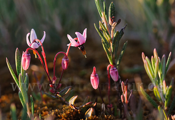 Gewöhnliche Moosbeere (Vaccinium oxycoccos)