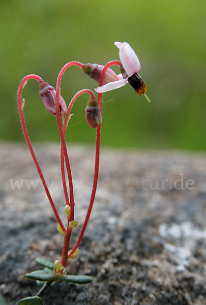 Gewöhnliche Moosbeere (Vaccinium oxycoccos)