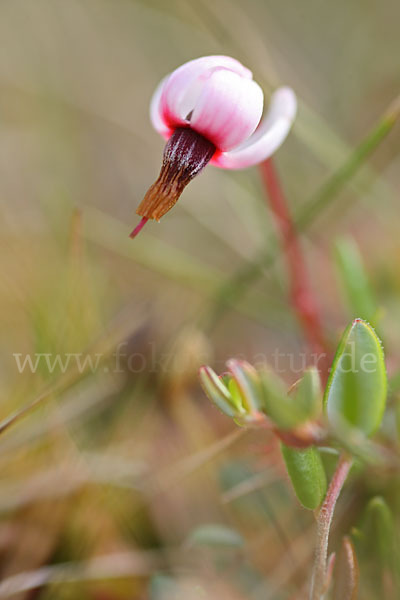 Gewöhnliche Moosbeere (Vaccinium oxycoccos)