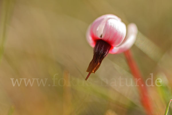 Gewöhnliche Moosbeere (Vaccinium oxycoccos)