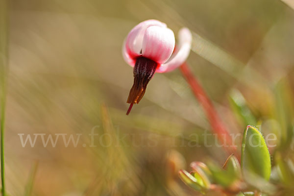 Gewöhnliche Moosbeere (Vaccinium oxycoccos)