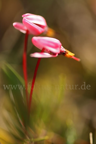 Gewöhnliche Moosbeere (Vaccinium oxycoccos)