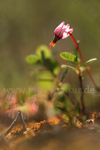 Gewöhnliche Moosbeere (Vaccinium oxycoccos)