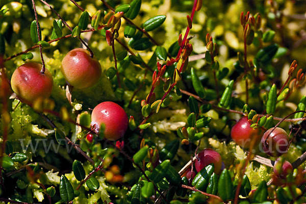 Gewöhnliche Moosbeere (Vaccinium oxycoccos)