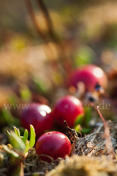 Gewöhnliche Moosbeere (Vaccinium oxycoccos)