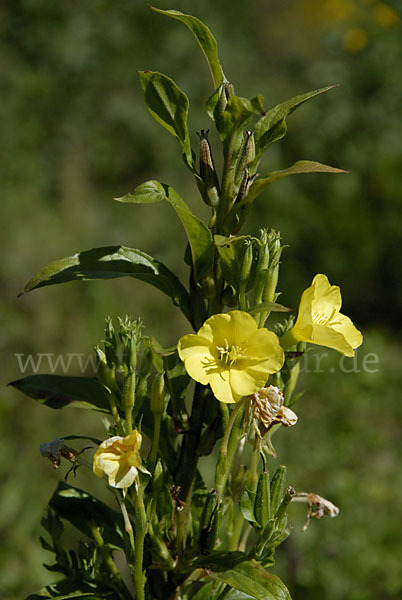 Gewöhnliche Nachtkerze (Oenothera biennis)