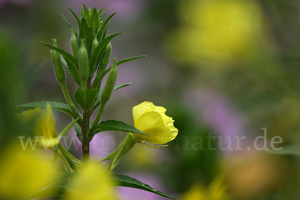 Gewöhnliche Nachtkerze (Oenothera biennis)