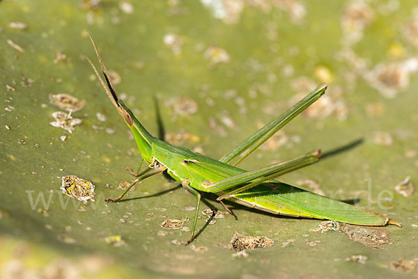 Gewöhnliche Nasenschrecke (Acrida ungarica)