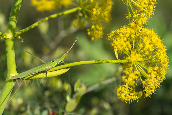 Gewöhnliche Nasenschrecke (Acrida ungarica)