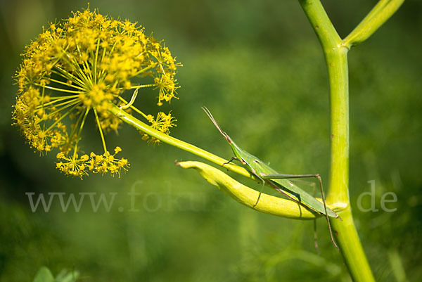 Gewöhnliche Nasenschrecke (Acrida ungarica)