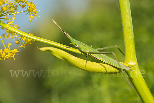 Gewöhnliche Nasenschrecke (Acrida ungarica)