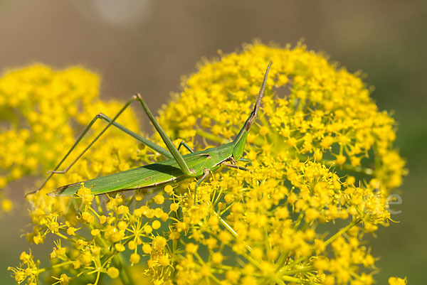 Gewöhnliche Nasenschrecke (Acrida ungarica)