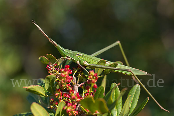 Gewöhnliche Nasenschrecke (Acrida ungarica)