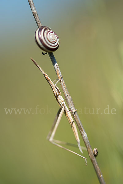 Gewöhnliche Nasenschrecke (Acrida ungarica)