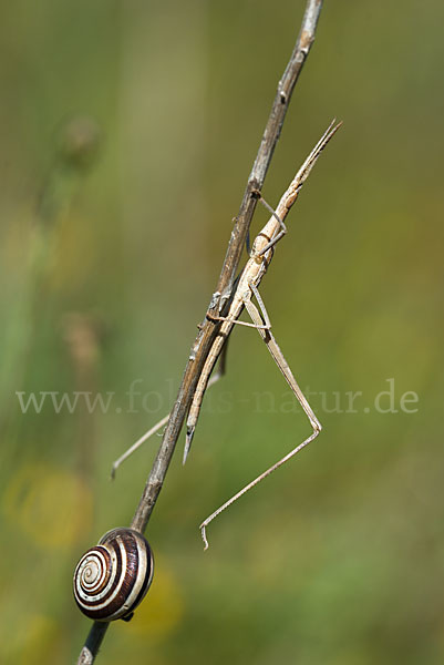 Gewöhnliche Nasenschrecke (Acrida ungarica)