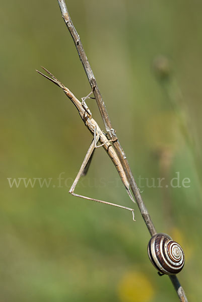 Gewöhnliche Nasenschrecke (Acrida ungarica)