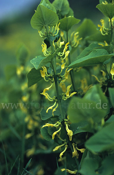 Gewöhnliche Osterluzei (Aristolochia clematitis)