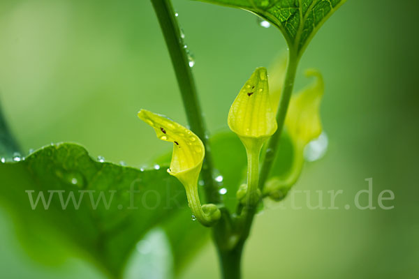 Gewöhnliche Osterluzei (Aristolochia clematitis)