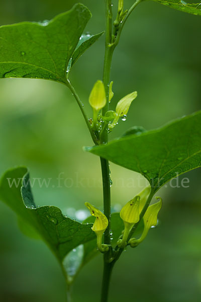 Gewöhnliche Osterluzei (Aristolochia clematitis)