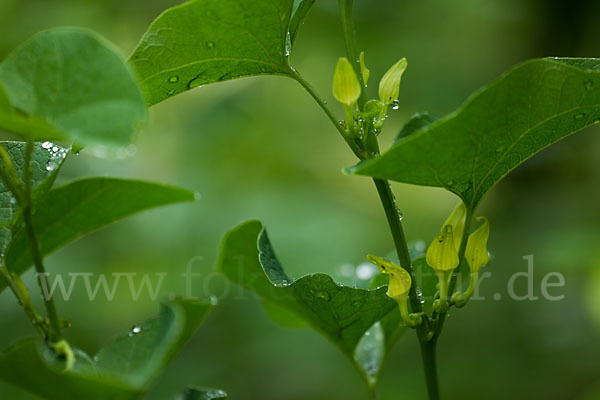 Gewöhnliche Osterluzei (Aristolochia clematitis)