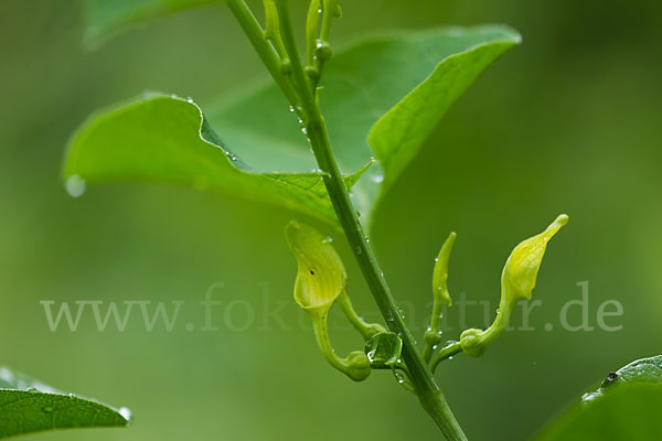 Gewöhnliche Osterluzei (Aristolochia clematitis)