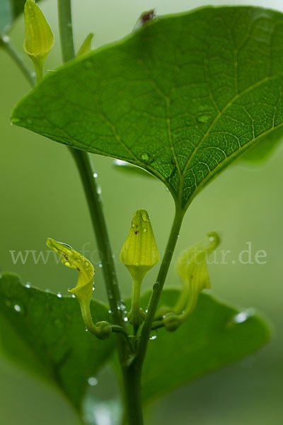 Gewöhnliche Osterluzei (Aristolochia clematitis)