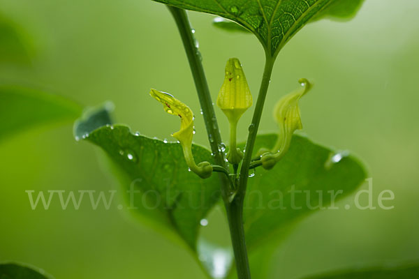 Gewöhnliche Osterluzei (Aristolochia clematitis)