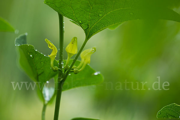 Gewöhnliche Osterluzei (Aristolochia clematitis)