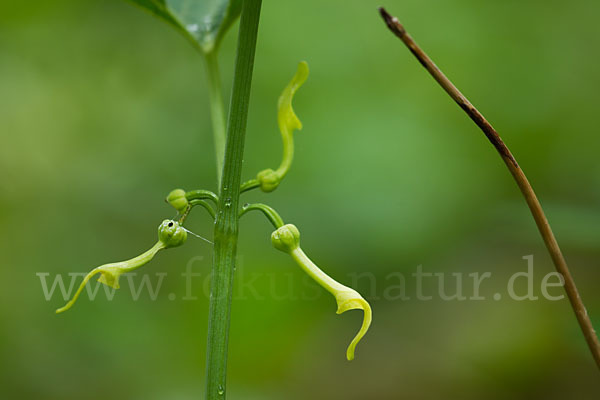 Gewöhnliche Osterluzei (Aristolochia clematitis)