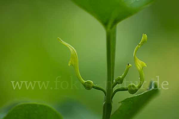 Gewöhnliche Osterluzei (Aristolochia clematitis)