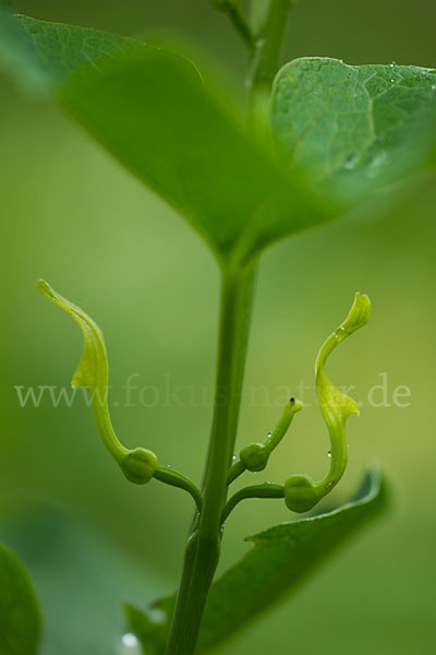 Gewöhnliche Osterluzei (Aristolochia clematitis)