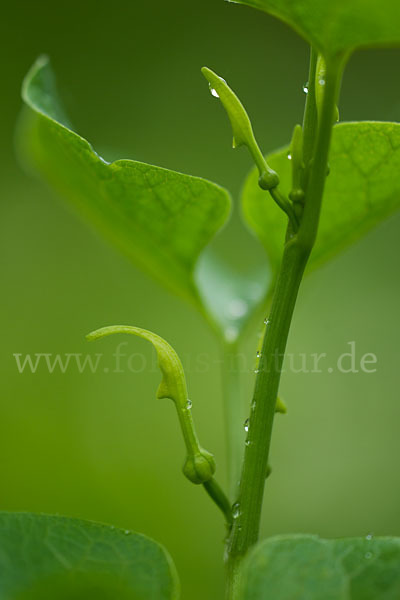 Gewöhnliche Osterluzei (Aristolochia clematitis)