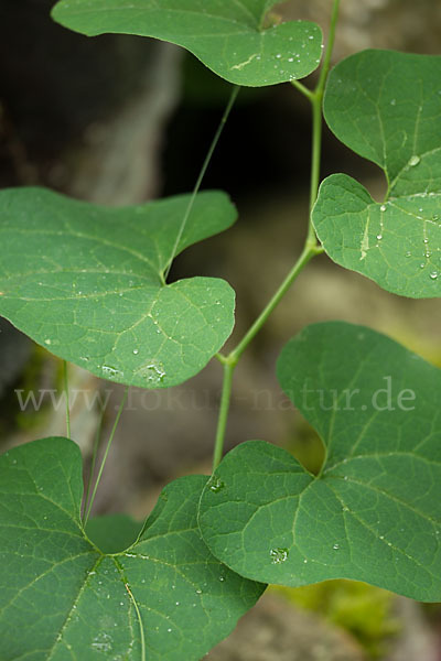 Gewöhnliche Osterluzei (Aristolochia clematitis)