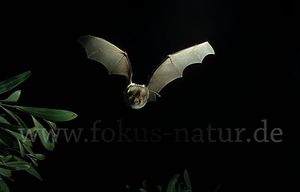 Gewöhnliche Rundblattnase (Hipposideros caffer)