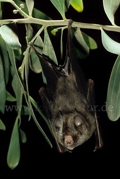 Gewöhnliche Rundblattnase (Hipposideros caffer)