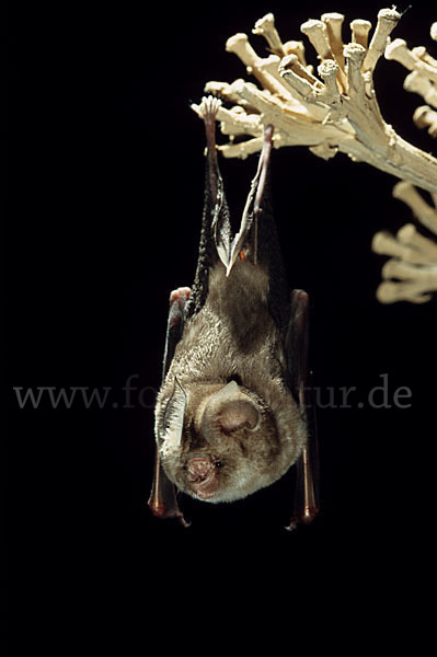 Gewöhnliche Rundblattnase (Hipposideros caffer)