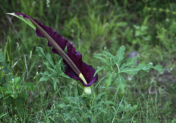 Gewöhnliche Schlangenwurz (Dracunculus vulgaris)