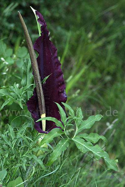 Gewöhnliche Schlangenwurz (Dracunculus vulgaris)