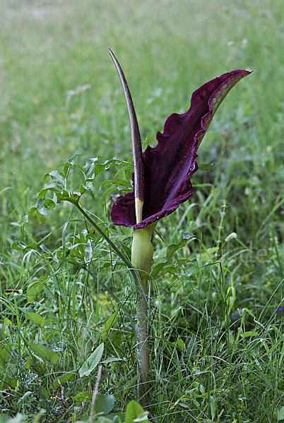 Gewöhnliche Schlangenwurz (Dracunculus vulgaris)