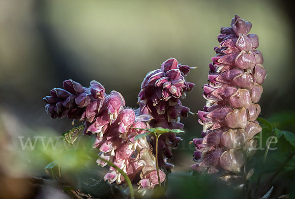 Gewöhnliche Schuppenwurz (Lathraea squamaria)