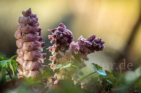 Gewöhnliche Schuppenwurz (Lathraea squamaria)