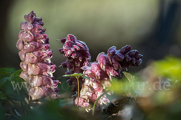 Gewöhnliche Schuppenwurz (Lathraea squamaria)