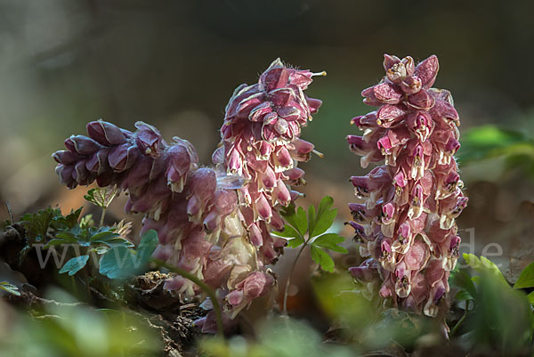 Gewöhnliche Schuppenwurz (Lathraea squamaria)