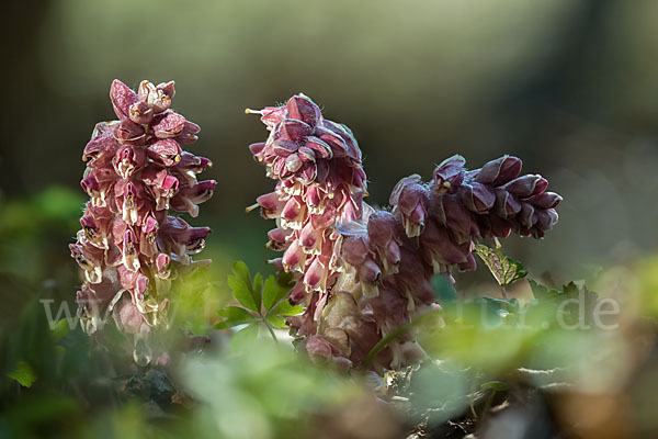 Gewöhnliche Schuppenwurz (Lathraea squamaria)