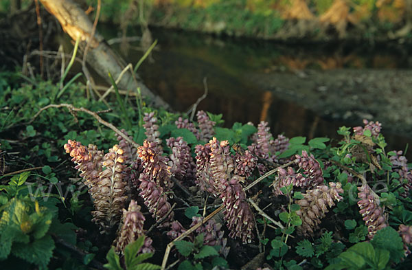 Gewöhnliche Schuppenwurz (Lathraea squamaria)