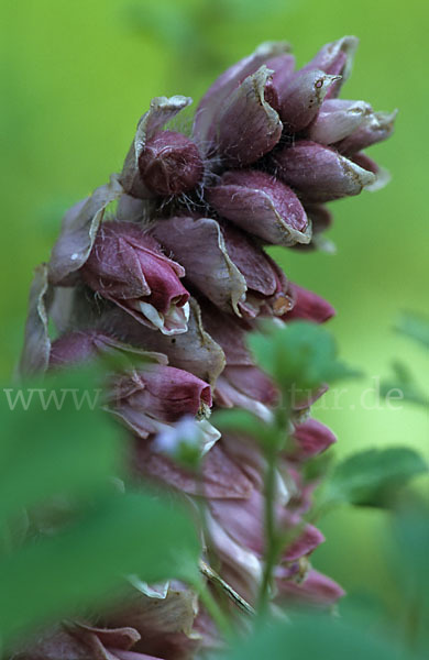 Gewöhnliche Schuppenwurz (Lathraea squamaria)